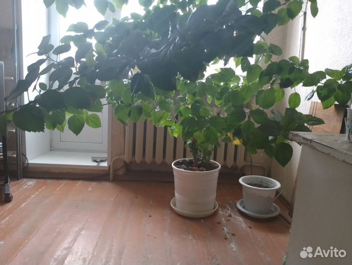 Гибискус китайская роза