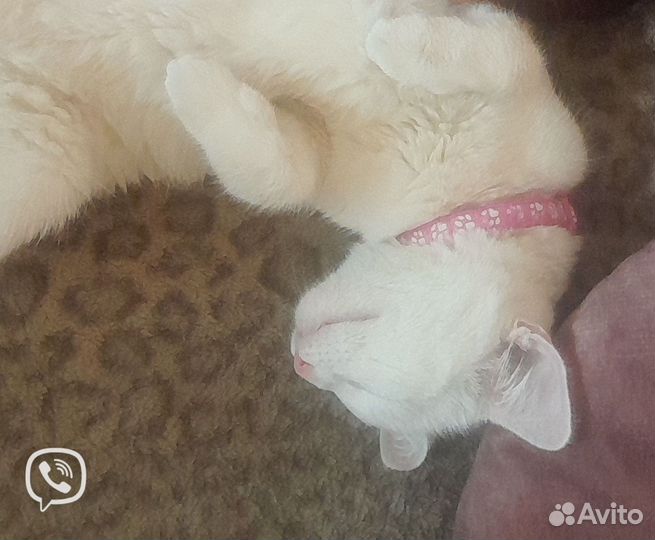 Отдам в добрые руки