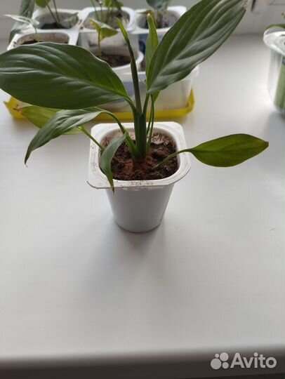 Спатифиллум