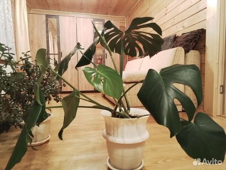 Цветы комнатные