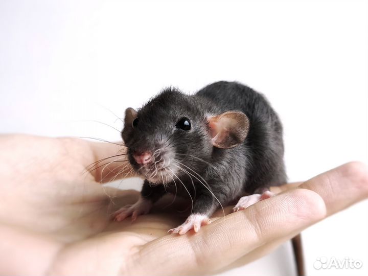 Крысята