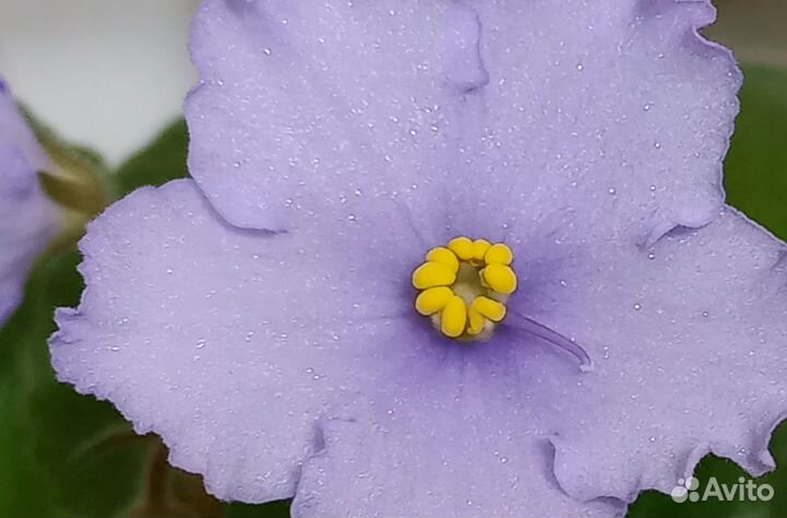 Фиалка в горшках