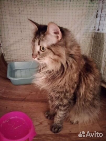 Кошка в добрые руки