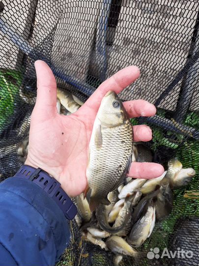 Малек карпа