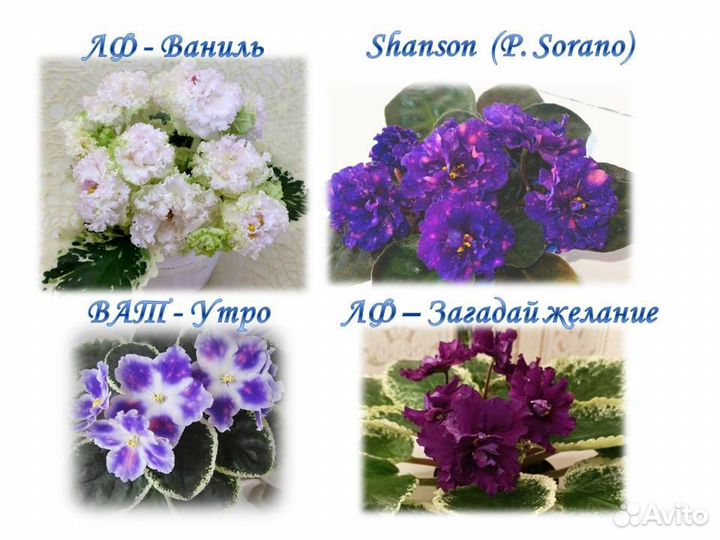 Детки сортовых фиалок