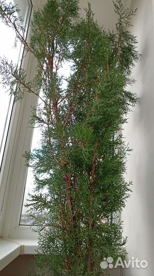 Кипарисы ялтинские