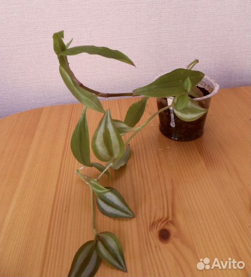 Спатифиллум Кактус Мята Бегония Хлорофитум