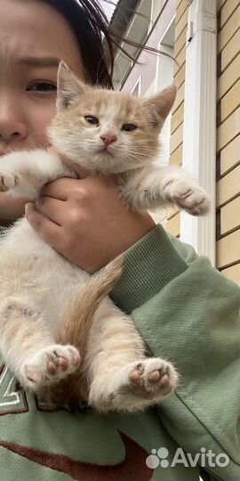 Кошка в дар