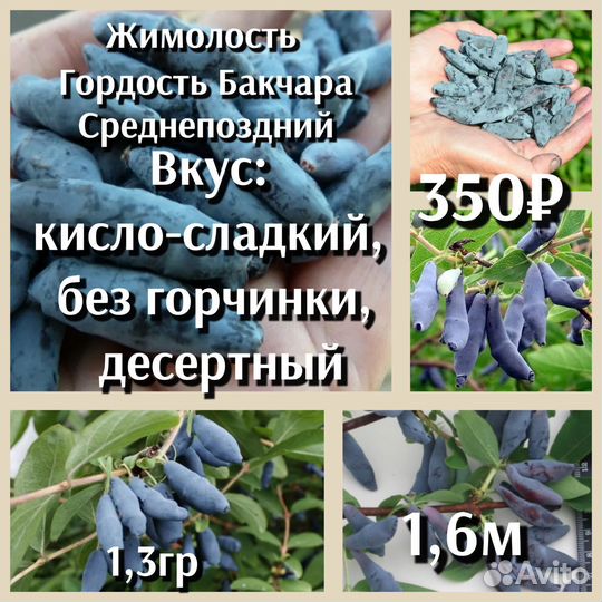 Жимолость 2ух летки