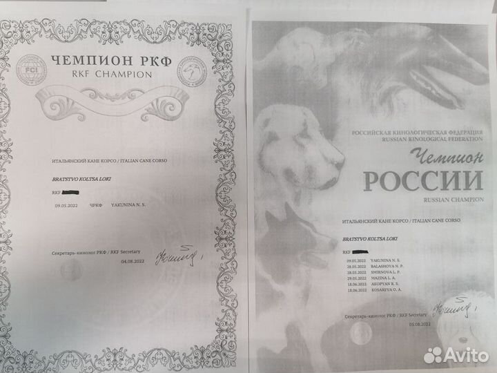 Кобель вязка кане корсо