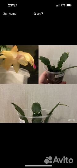 Декабрист, рипсалидопсис (укоренные черенки)