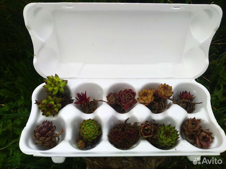 Многолетние растения для сада и дачи