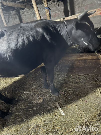 Коровы и телята