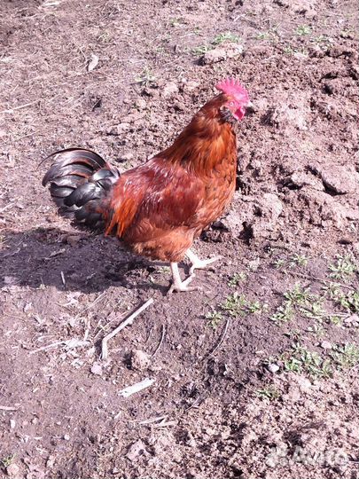 Молодые петухи