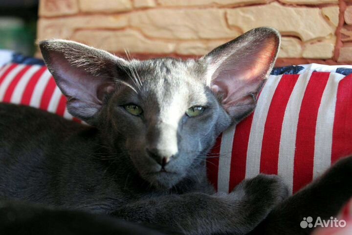 Ориентальные котята