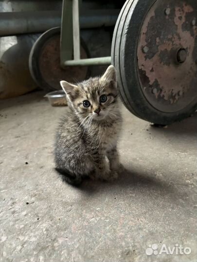 Отдам котят в добрые руки