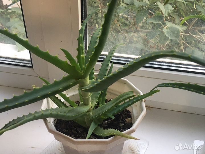 Алоэ столетник