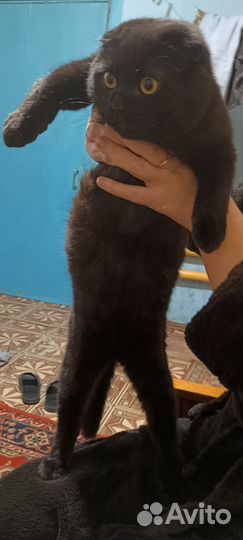 Вислоухие шотландцы