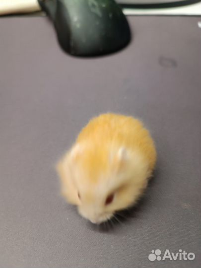 Джунгарские хомячки