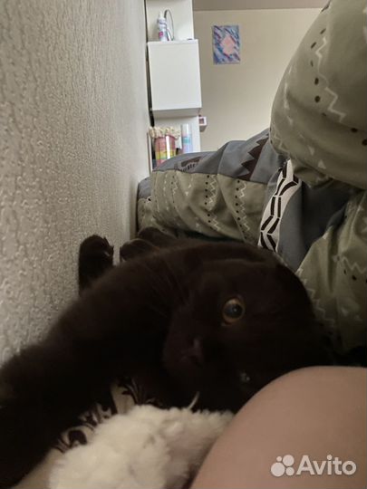 Отдам кота в добрые руки