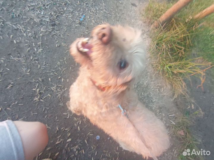 Отдам в добрые руки