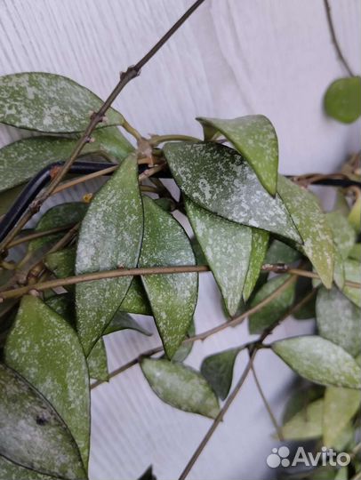 Хойя Parviflora Splash