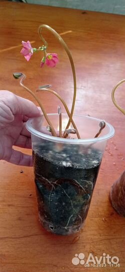 Оксалис кислица