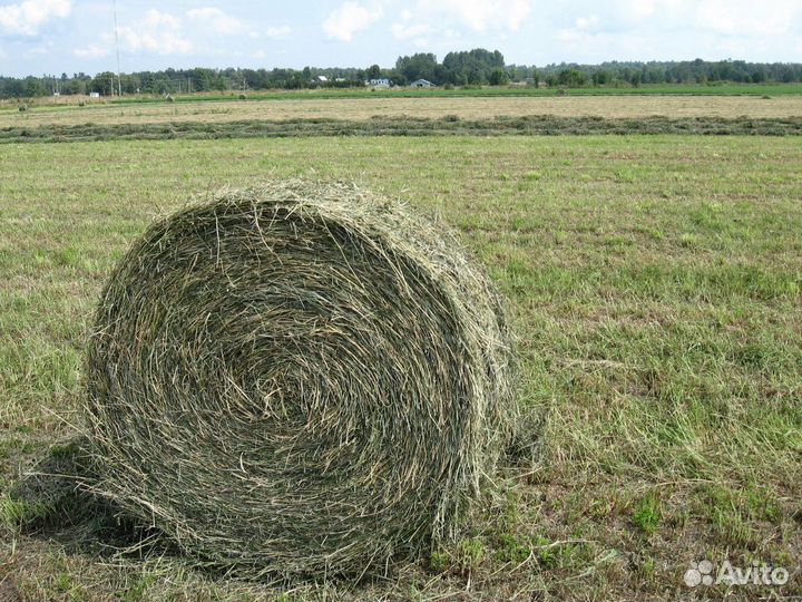 Сено 2023 года