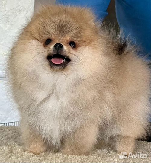 Померанский шпиц