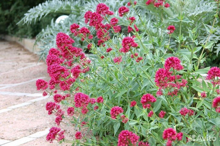 Кентрантус