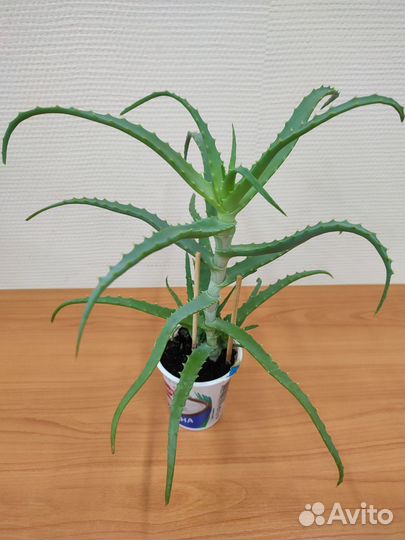 Алоэ столетник