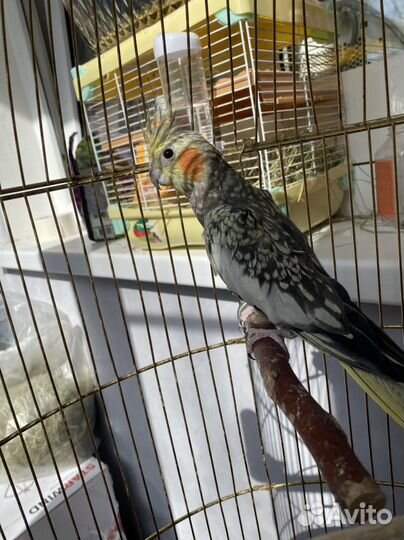 Попугай Карелла