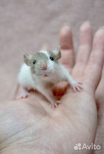 Крысята из питомника. Декоративная крыса