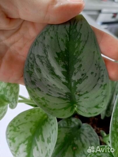 Сциндапсус пиктус треби