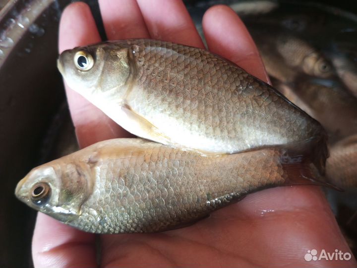 Карась живец