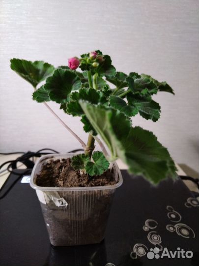 Рассада цветов