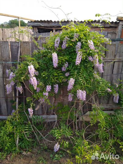 Глициния акебия девичий виноград
