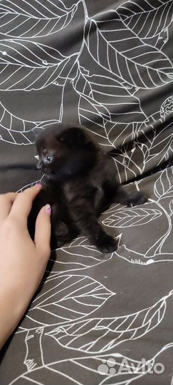 Шотландская кошка