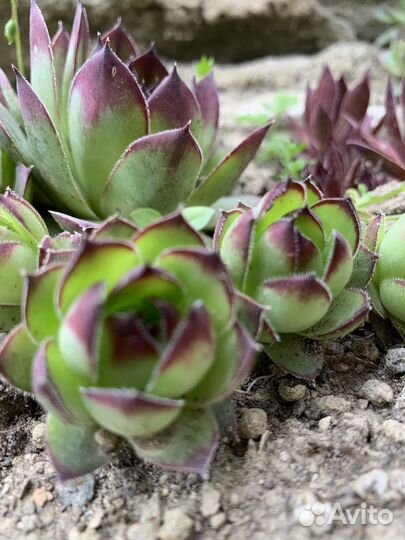 Молодило каменная роза, суккулент, для флорариум