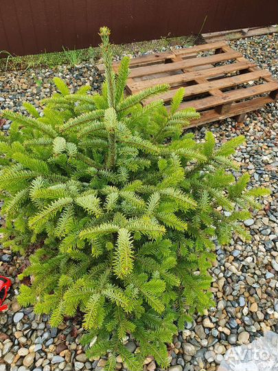 Пихта нордмана