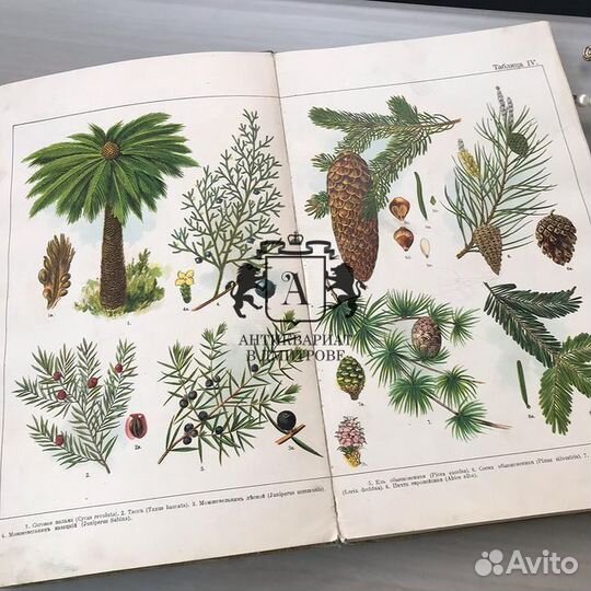 Антикварная книга. Ботанический атлас, 1921 год