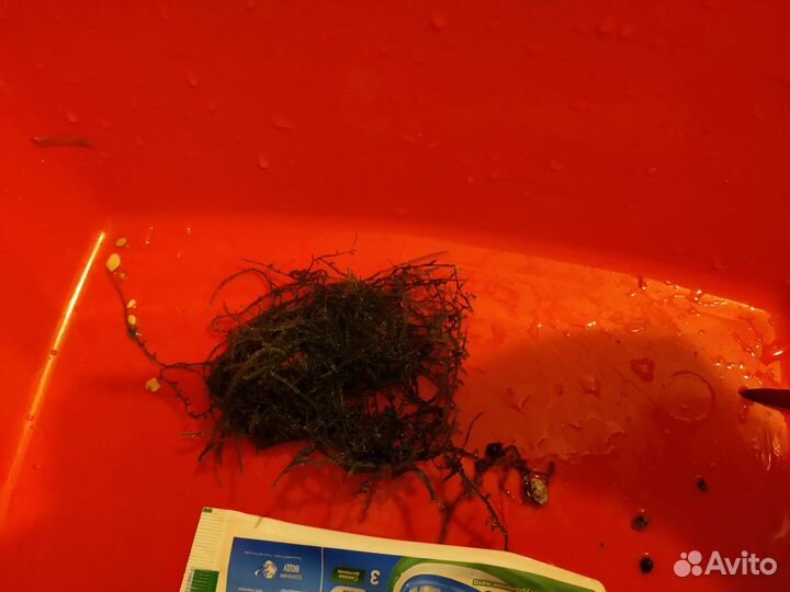 Растения для аквариума