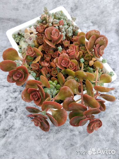 Седум корал риф, суккуленты и кактусы