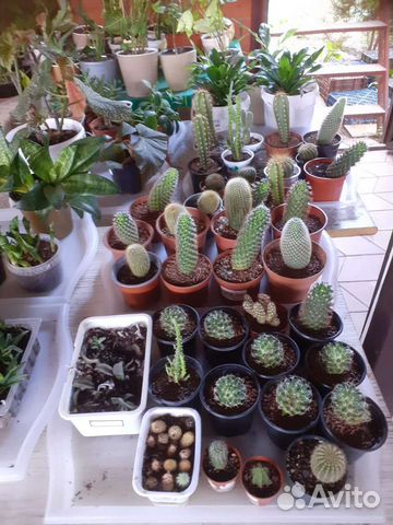 Кактусы и цветы