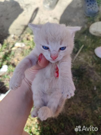 Котики в добрые руки