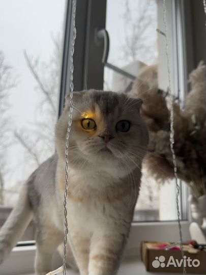 Шотландский вислоухий кот вязка