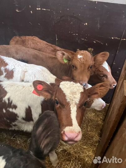 Здоровые телята бычки с доставкой до дома