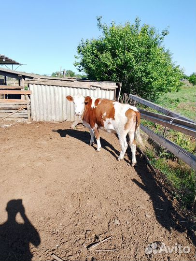 Продаются тёлки