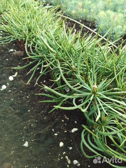 Сосна сибирская кедровая и Корейская кедровая