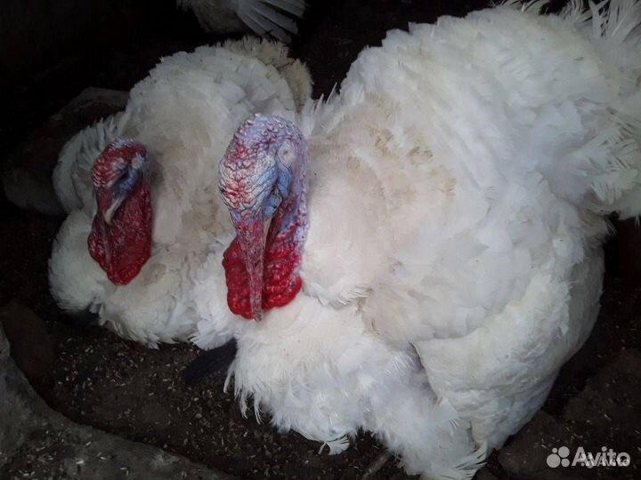 Индюки биг 6 на мясо